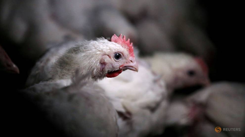 China Confirms New H5N1 Outbreak In Hunan, 4,500 Chickens Dead - WORLD OF BUZZ 1
