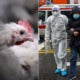 China Confirms New H5N1 Outbreak In Hunan, 4,500 Chickens Dead - World Of Buzz 3