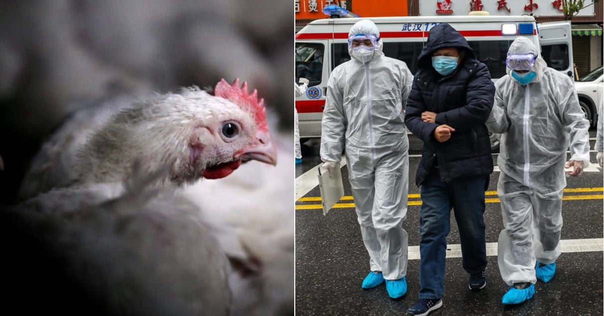 China Confirms New H5N1 Outbreak In Hunan, 4,500 Chickens Dead - World Of Buzz 3