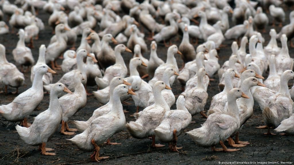 China Deploys An Army of 100,000 Ducks To Fight Off Locust Swarms Causing Food Shortage - WORLD OF BUZZ 1