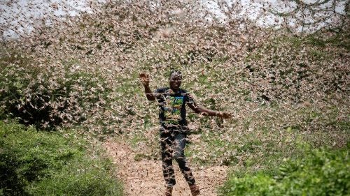 China Deploys An Army of 100,000 Ducks To Fight Off Locust Swarms Causing Food Shortage - WORLD OF BUZZ 2