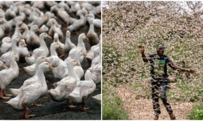 China Deploys An Army Of 100,000 Ducks To Fight Off Locust Swarms Causing Food Shortage - World Of Buzz 3
