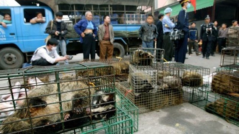 China Officially Places Permanent Ban On Trade & Consumption Of Wild Animals - WORLD OF BUZZ 2