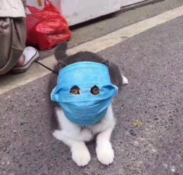 Concerned Owner Protects Pet Cat From Wuhan Virus with Huge Mask, Cuts Out Holes For Its Eyes - WORLD OF BUZZ 1