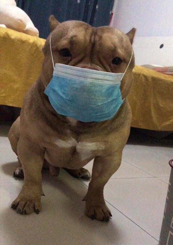 Concerned Owner Protects Pet Cat From Wuhan Virus with Huge Mask, Cuts Out Holes For Its Eyes - WORLD OF BUZZ 3