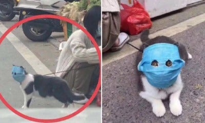 Concerned Owner Protects Pet Cat From Wuhan Virus With Huge Mask, Cuts Out Holes For Its Eyes - World Of Buzz 4