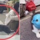 Concerned Owner Protects Pet Cat From Wuhan Virus With Huge Mask, Cuts Out Holes For Its Eyes - World Of Buzz 4