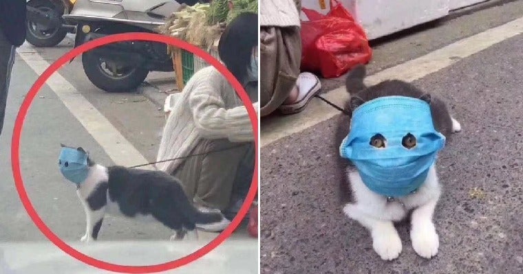 Concerned Owner Protects Pet Cat From Wuhan Virus with Huge Mask, Cuts Out Holes For Its Eyes - WORLD OF BUZZ 4