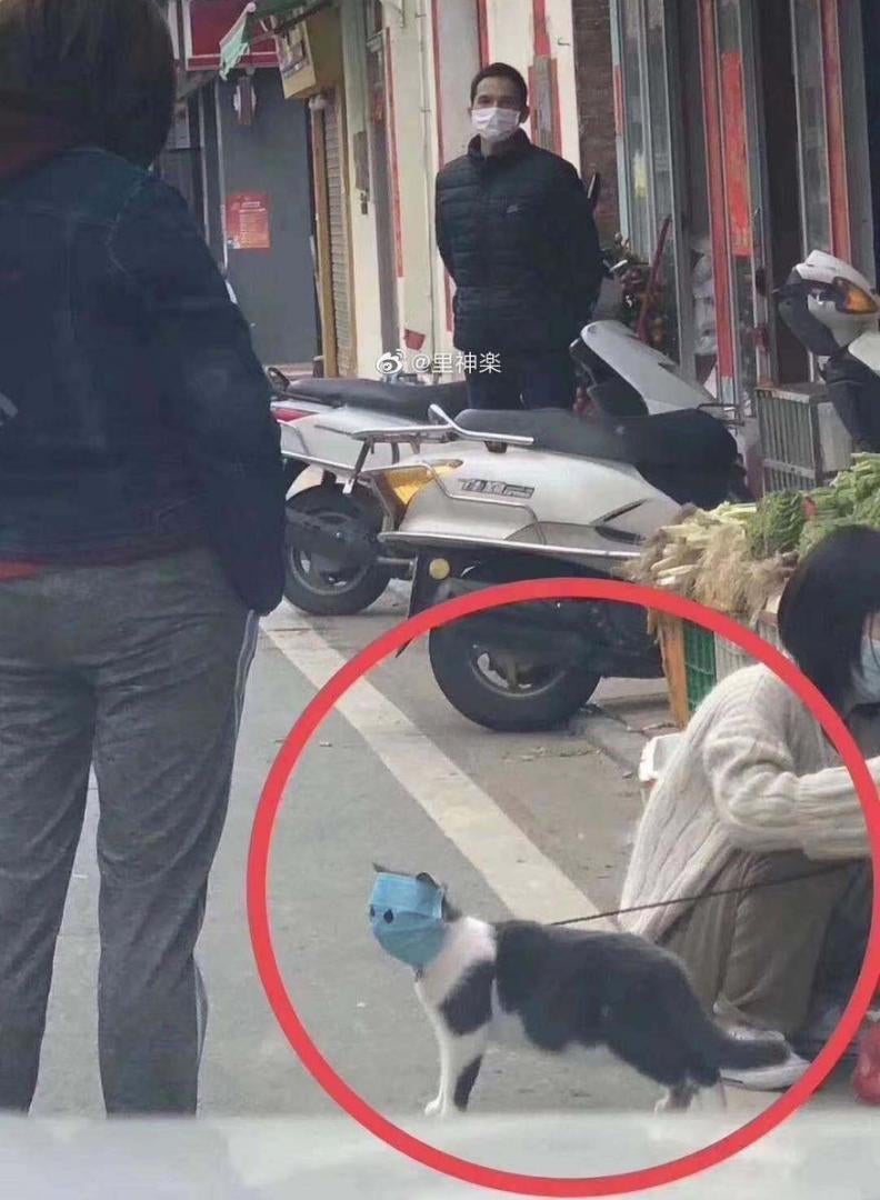 Concerned Owner Protects Pet Cat From Wuhan Virus with Huge Mask, Cuts Out Holes For Its Eyes - WORLD OF BUZZ