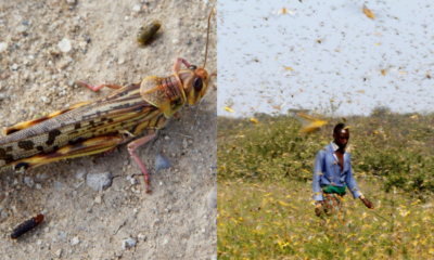Desert Locust Devastates Somalia, Nation Now In State Of Emergency - World Of Buzz 4