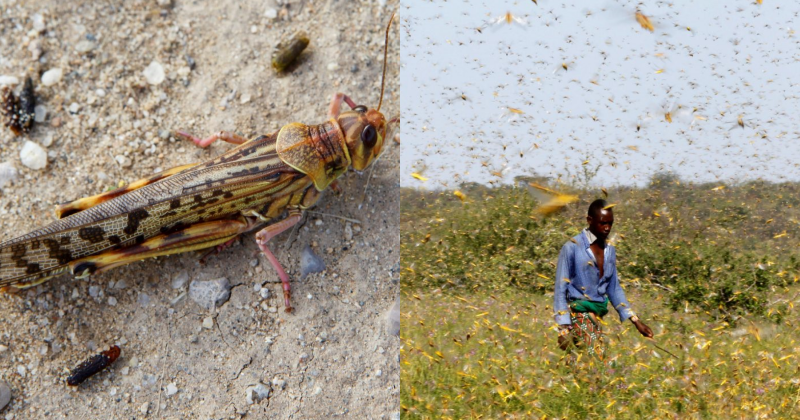 Desert Locust Devastates Somalia, Nation Now In State Of Emergency - WORLD OF BUZZ 4