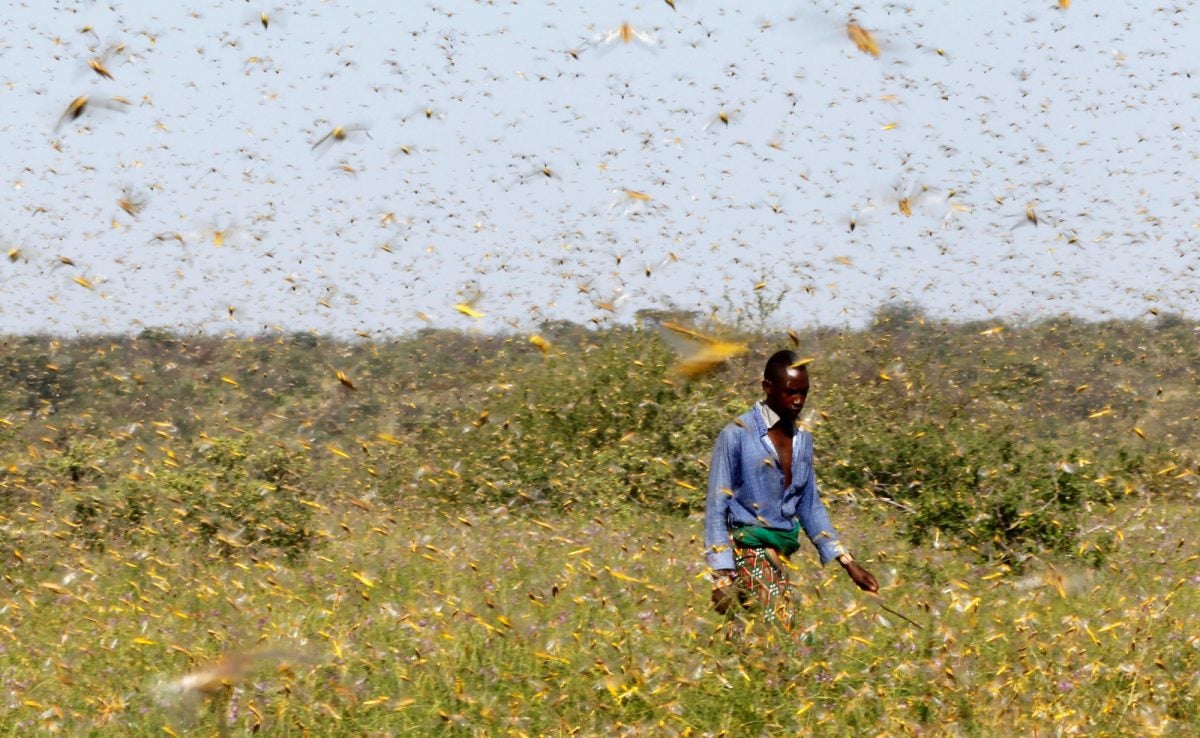 Desert Locust Devastates Somalia, Nation Now In State Of Emergency - WORLD OF BUZZ
