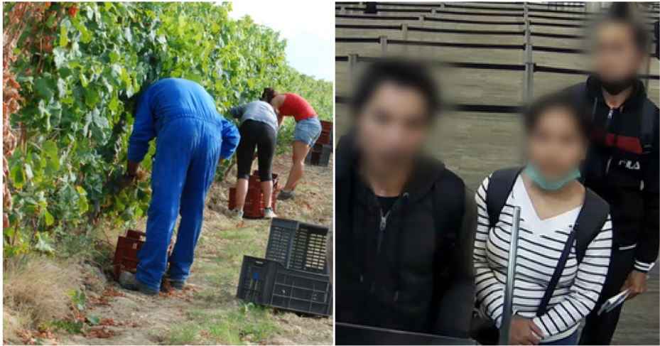 Five Malaysians Caught For Attempting To Enter Australia To Work Illegally On Farms - World Of Buzz 4