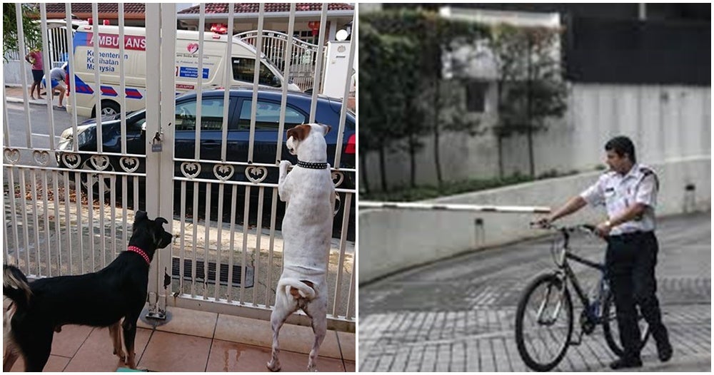 Heroic M'Sian Doggos Bark To Get Help For Injured Security Guard That Fell Off His Bike - World Of Buzz 1