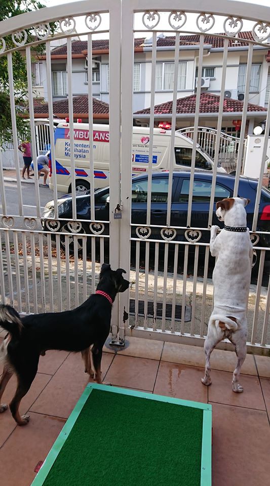 Heroic M'sian Doggos Bark To Get Help For Injured Security Guard That Fell Off His Bike - World Of Buzz