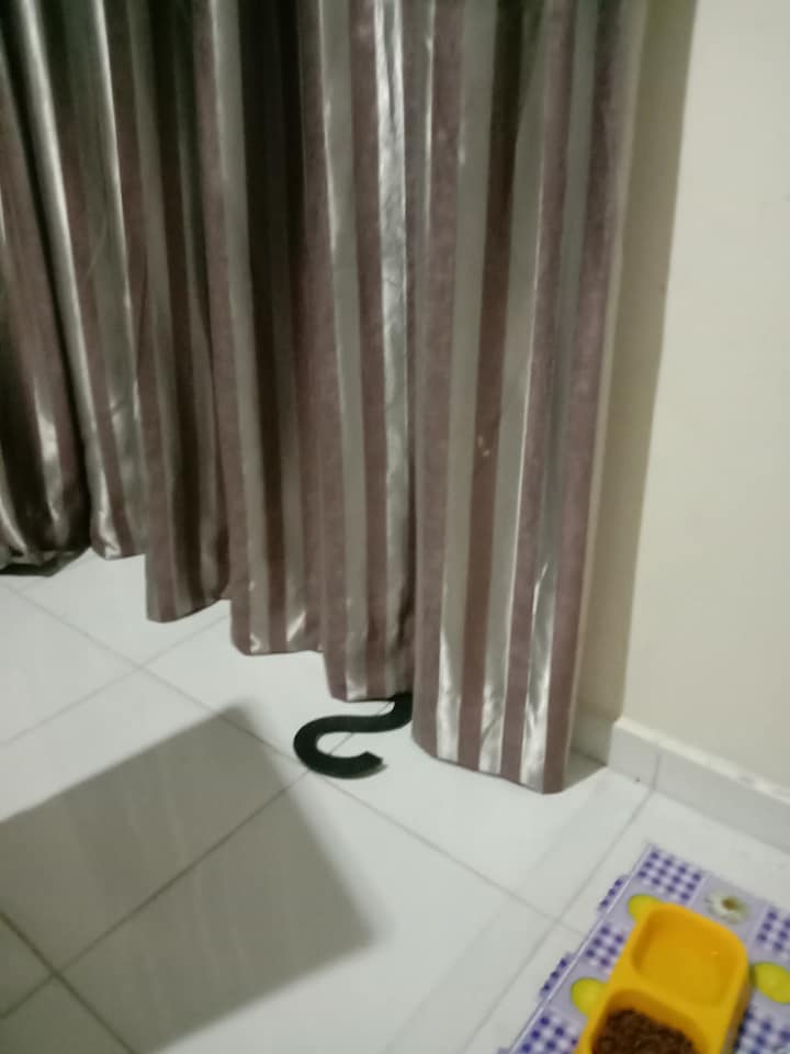 Kelantan Person Freaks Out After Finding 'Snake' Under Their Curtains, Turns Out To Be - WORLD OF BUZZ 1