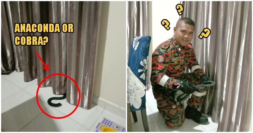 Kelantan Person Freaks Out Finding 'Snake' Hiding In Curtains, Quickly Calls Abang Bomba For Rescue - World Of Buzz 1