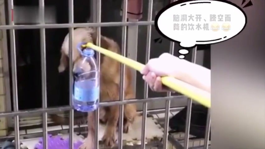 Kind Neighbour Saves Dog's Life By Feeding Him Using Pole Through Window After Owner Stuck in Wuhan - WORLD OF BUZZ 1