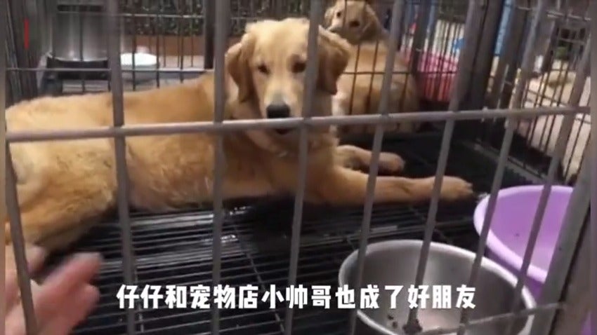 Kind Neighbour Saves Dog's Life By Feeding Him Using Pole Through Window After Owner Stuck in Wuhan - WORLD OF BUZZ 2
