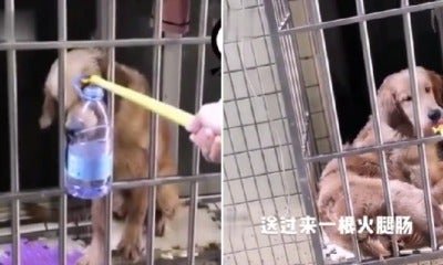 Kind Neighbour Saves Dog'S Life By Feeding Him Using Pole Through Window After Owner Stuck In Wuhan - World Of Buzz 3