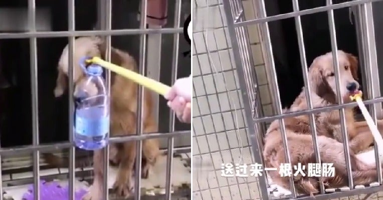Kind Neighbour Saves Dog'S Life By Feeding Him Using Pole Through Window After Owner Stuck In Wuhan - World Of Buzz 3