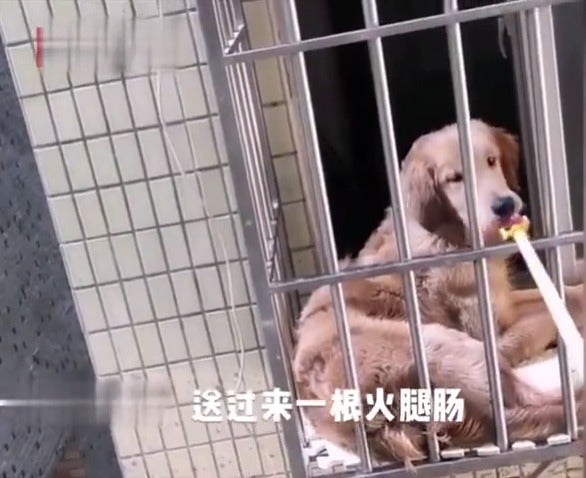 Kind Neighbour Saves Dog's Life By Feeding Him Using Pole Through Window After Owner Stuck in Wuhan - WORLD OF BUZZ