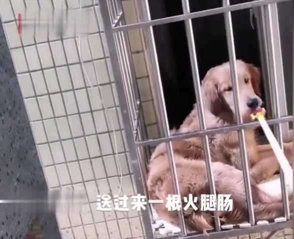 Kind Neighbour Saves Dog's Life By Feeding Him Using Pole Through Window After Owner Stuck In Wuhan - World Of Buzz