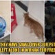 Kind Volunteers Help Pet Owners Stranded Outside Wuhan To Rescue Over 300 Pets Left Alone At Home! - World Of Buzz