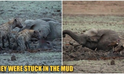 Mama Elephant Watches Helplessly While Her Baby Gets Eaten By Hyenas, Dies Of Dehydration - World Of Buzz