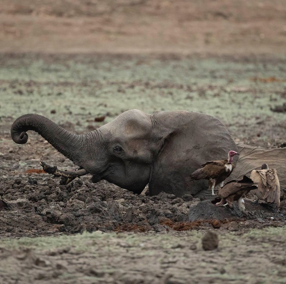 Mama Elephant Watches Helplessly While Her Baby Gets Eaten By Hyenas, Dies of Dehydration - WORLD OF BUZZ 4