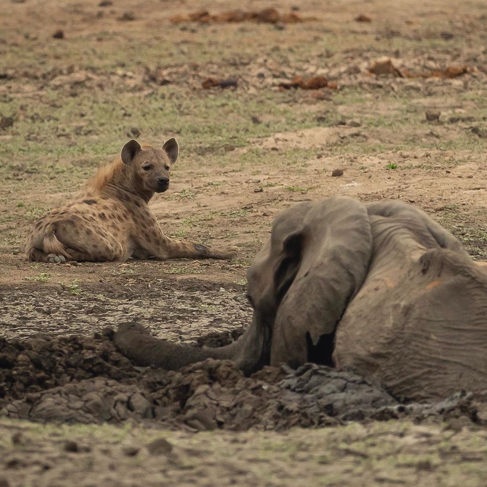 Mama Elephant Watches Helplessly While Her Baby Gets Eaten By Hyenas, Dies of Dehydration - WORLD OF BUZZ 5