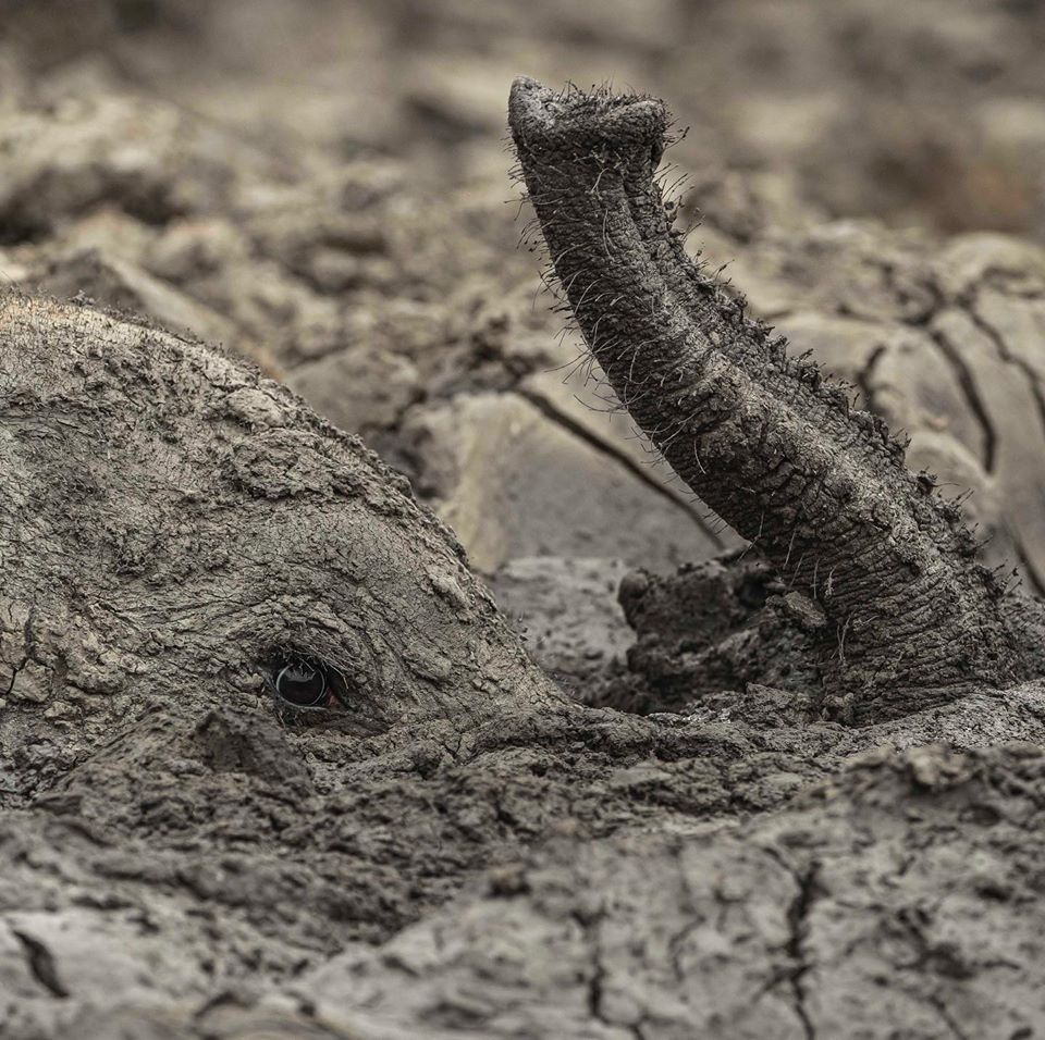 Mama Elephant Watches Helplessly While Her Baby Gets Eaten By Hyenas, Dies of Dehydration - WORLD OF BUZZ 6