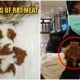 Man Gets Caught Smuggling Dried Rat Meat Into Penang Airport Amid Wuhan Coronavirus Fears - World Of Buzz 4