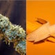 Man Suffers Marijuana Allegedly Caused A Man To Suffer A 12-Hour Erection Then A 6-Hour One - World Of Buzz 3