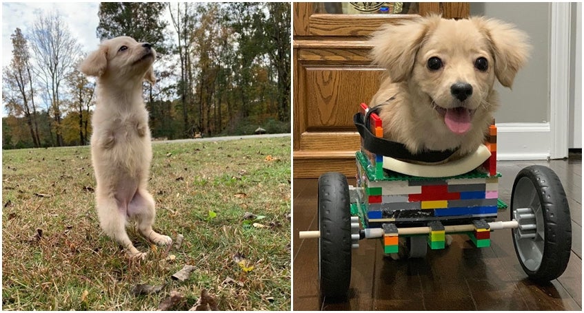 Meet Gracie, A Two-Legged Puppy Who Uses A Lego Wheelchair - World Of Buzz
