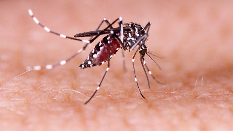 Moh: M'sia Has Recorded More Than 20,000 Dengue Cases, 24 Deaths In Just 7 Weeks! - World Of Buzz 1