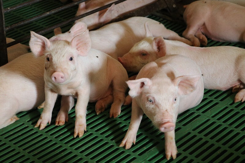 New African Swine Fever Outbreak in Indonesia Kills About 3,000 Pigs - WORLD OF BUZZ 1
