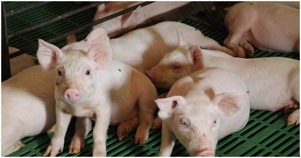 New African Swine Fever Outbreak In Indonesia Kills About 3,000 Pigs - World Of Buzz