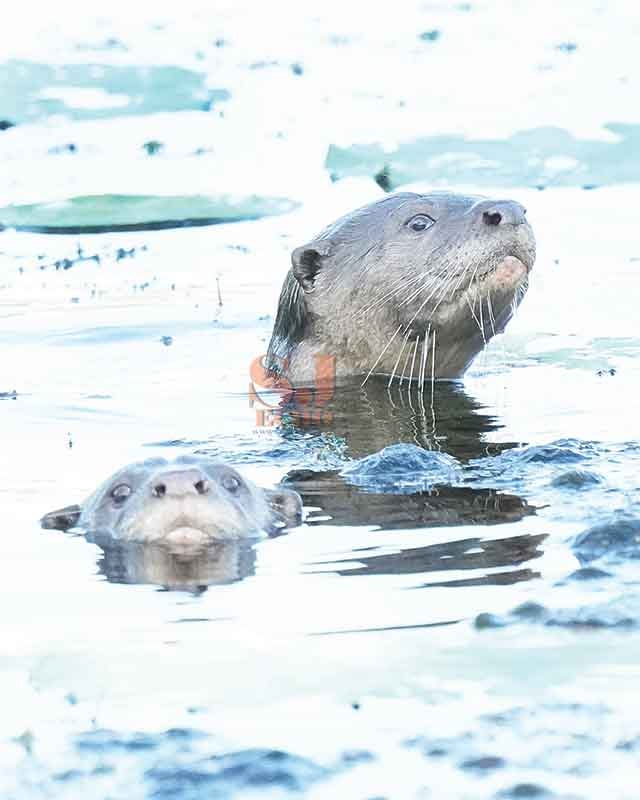 Otters Spotted In Subang Lake, A Positive Sign Of The Ecosystem There - World Of Buzz 2