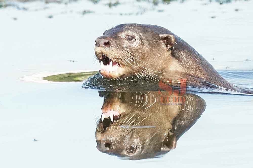 Otters Spotted In Subang Lake, A Positive Sign Of The Ecosystem There - WORLD OF BUZZ 3