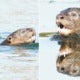 Otters Spotted In Subang Lake, A Positive Sign Of The Ecosystem There - World Of Buzz 4