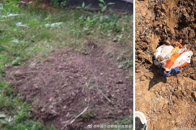 Pet Cat Buried Alive by Housing Management While Chinese Owner was Being Quarantined - WORLD OF BUZZ 1
