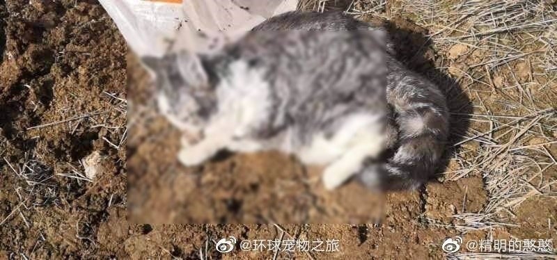 Pet Cat Buried Alive By Housing Management While Chinese Owner Was Being Quarantined - World Of Buzz 3