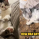 Pet Cat Buried Alive By Housing Management While Chinese Owner Was Being Quarantined - World Of Buzz 4