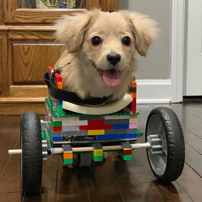 Photos: Meet Gracie, A Two-Legged Puppy Who Uses A Lego Wheelchair - WORLD OF BUZZ 1