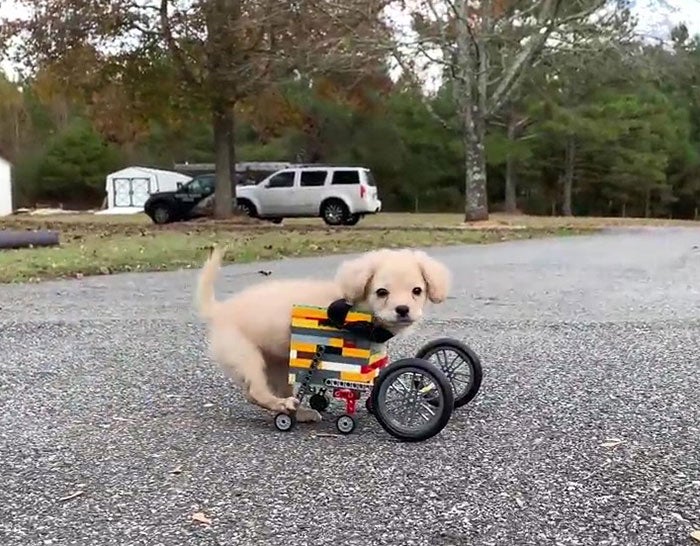 Photos: Meet Gracie, A Two-Legged Puppy Who Uses A Lego Wheelchair - WORLD OF BUZZ 2