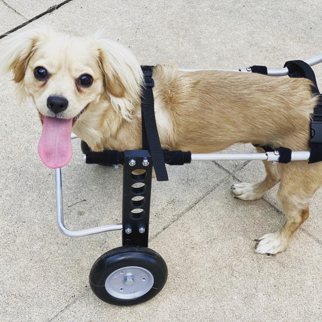 Photos: Meet Gracie, A Two-Legged Puppy Who Uses A Lego Wheelchair - WORLD OF BUZZ 4