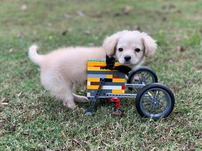 Photos: Meet Gracie, A Two-Legged Puppy Who Uses A Lego Wheelchair - WORLD OF BUZZ