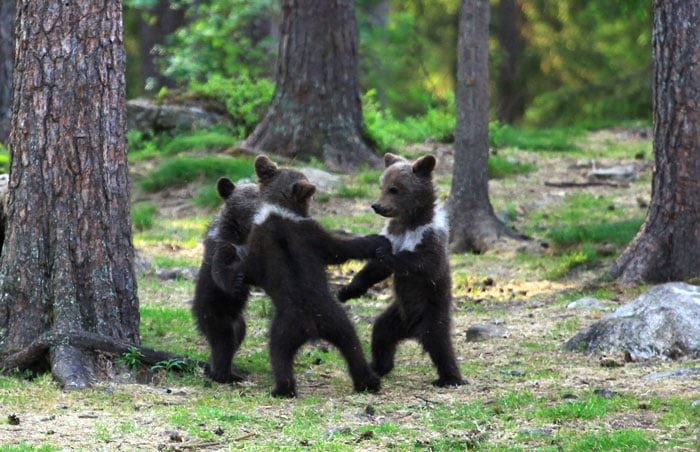 Photos: Photographer Captures Adorable Bear Cubs Dancing Together, Straight Out Of A Disney Movie! - World Of Buzz 1