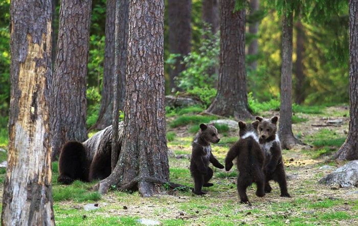Photos: Photographer Captures Adorable Bear Cubs Dancing Together, Straight Out Of A Disney Movie! - World Of Buzz 2